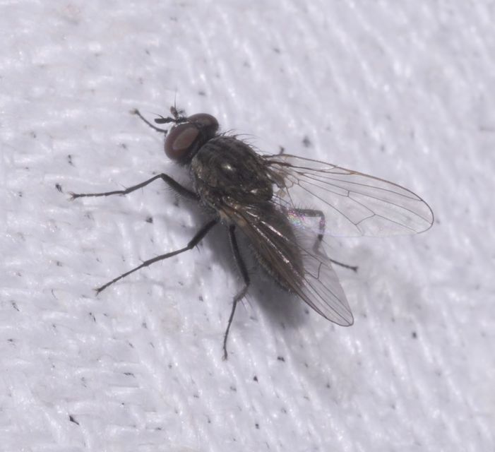 Anthomyiidae - viráglegyek