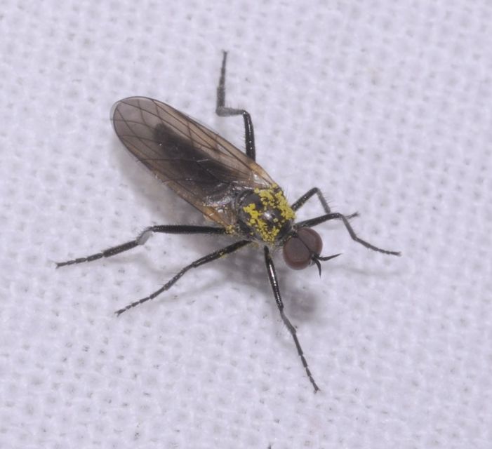 Rhamphomyia
