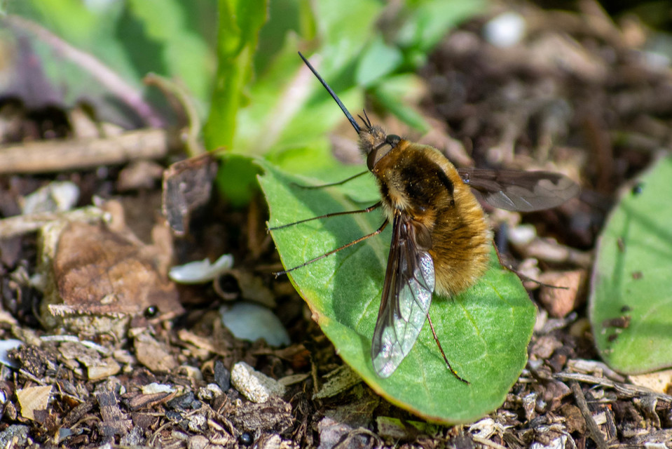 Bombylius major - szegélyes pöszörlégy