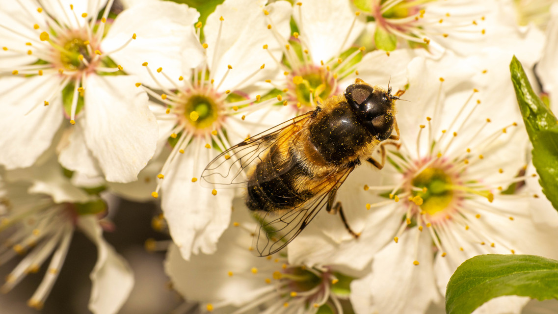 Eristalis pertinax - sárgalábfejű herelégy