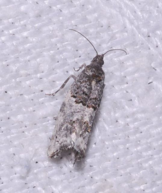Phaneta pauperana - gyepűrózsa-tükrösmoly