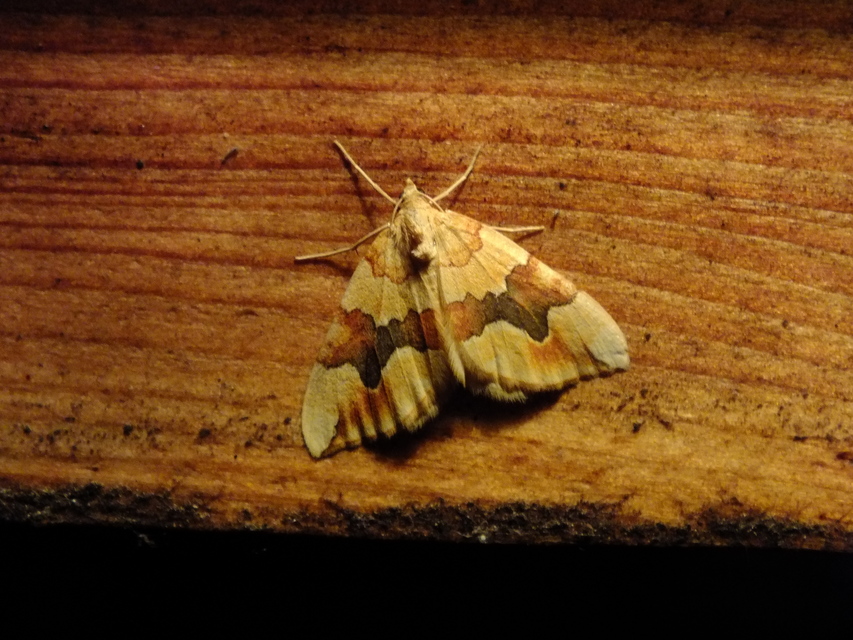 Cidaria fulvata - rózsaaraszoló