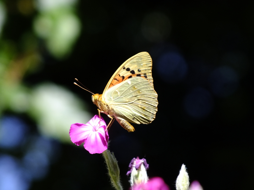 Argynnis pandora - zöldes gyöngyházlepke