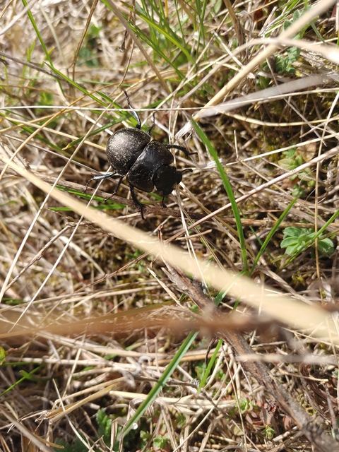 Lethrus apterus - nagyfejű csajkó