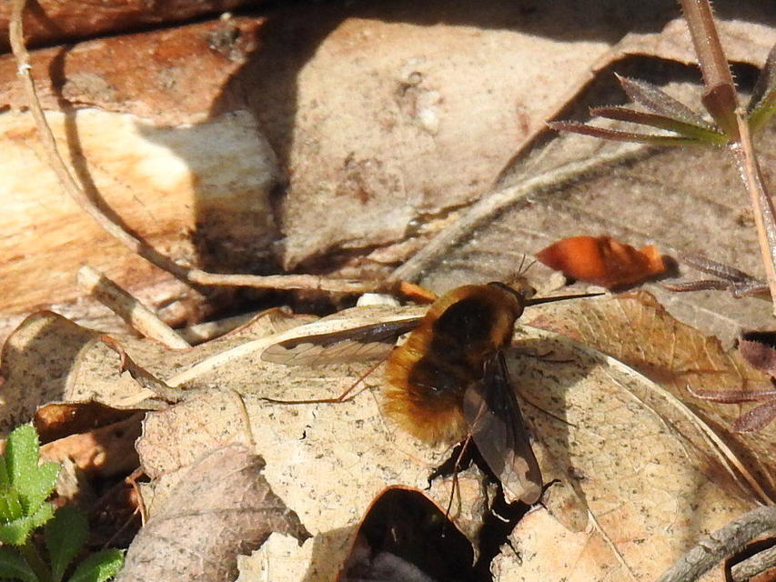 Bombylius major - szegélyes pöszörlégy