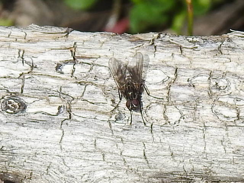 Muscidae - igazi legyek