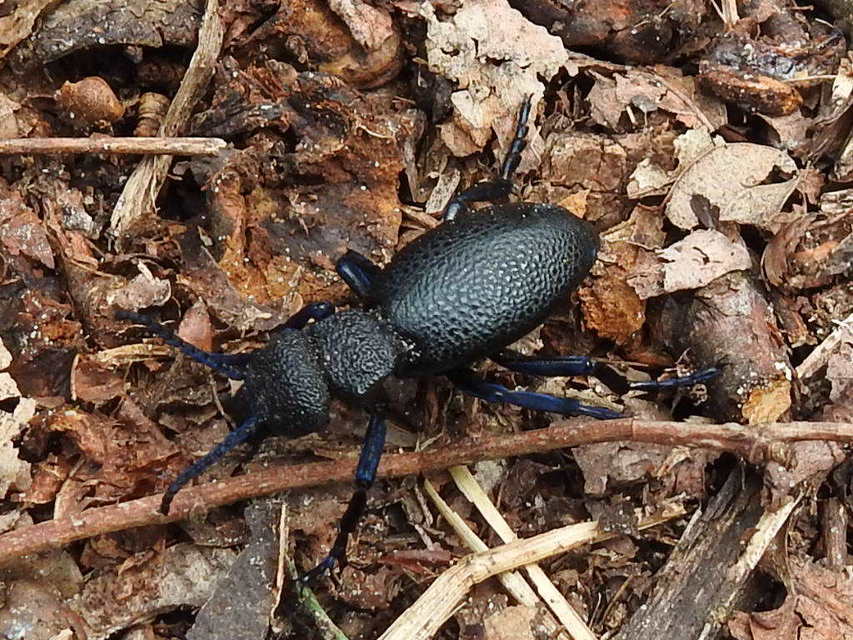 Meloe cicatricosus - óriásnünüke