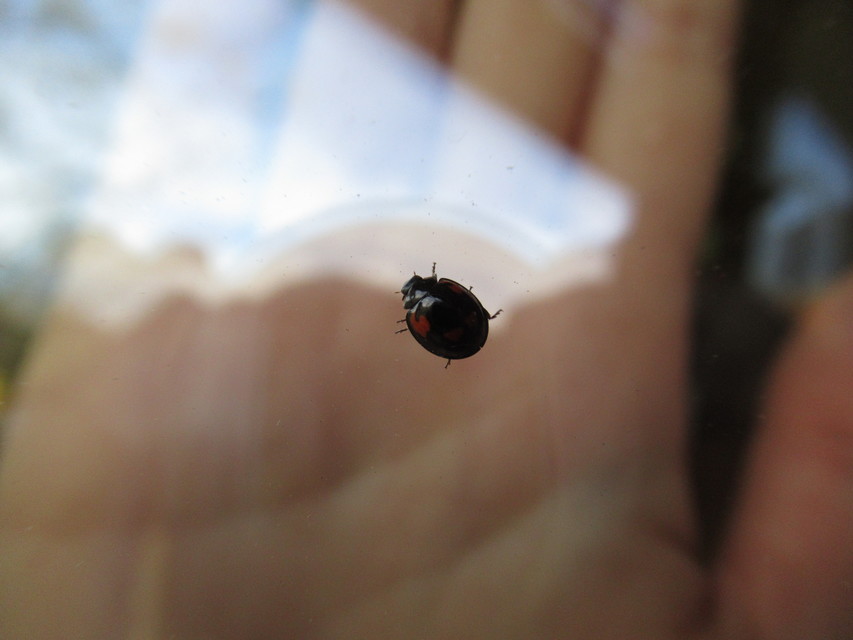 Exochomus quadripustulatus - négyfoltos szerecsenkata