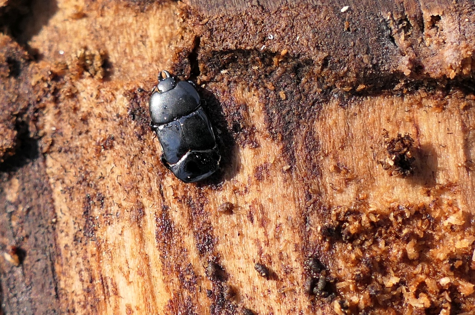 Hololepta plana - lemez-sutabogár
