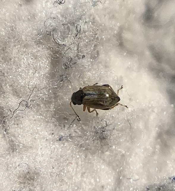 Longitarsus pratensis - közönséges útifű-földibolha