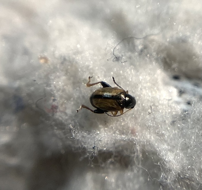 Longitarsus nasturtii