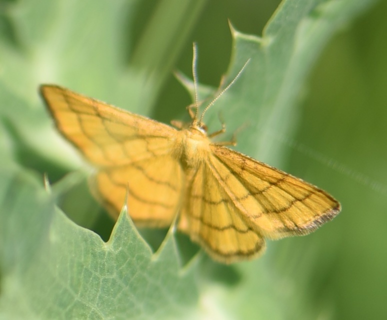 Idaea aureolaria - aranyos sávosaraszoló