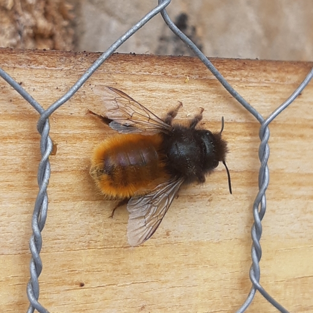 Osmia cornuta - szarvas faliméh