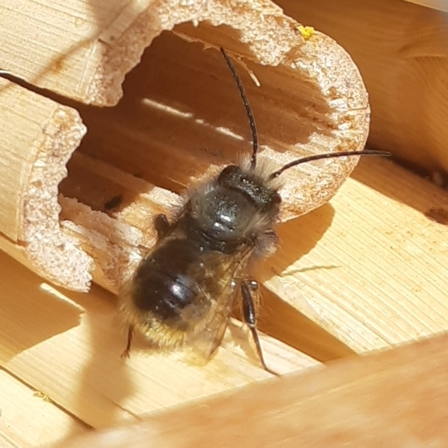 Hymenoptera - Hártyásszárnyúak Hymenoptera - Hártyásszárnyúak