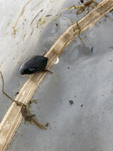 Cybister lateralimarginalis - nagy búvárbogár