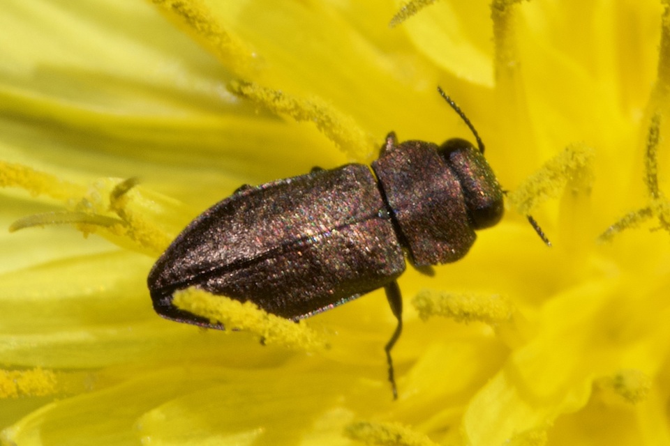 Anthaxia chevrieri - zanót-virágdíszbogár