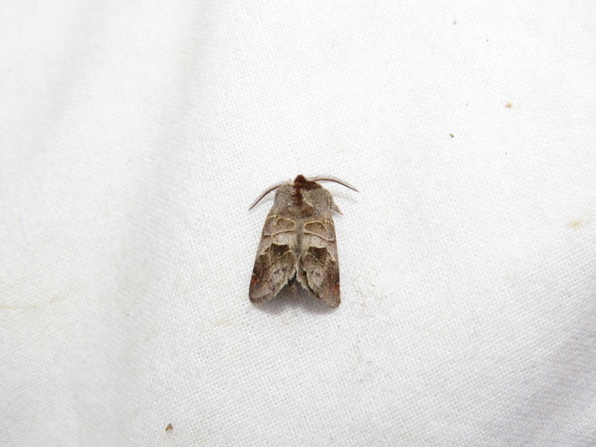 Clostera pigra - apró levélszövő
