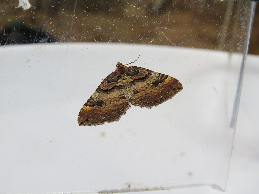 Earophila badiata - csipkerózsa-araszoló