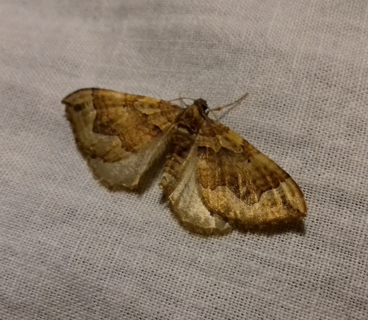 Pelurga comitata - nagy tarkaaraszoló