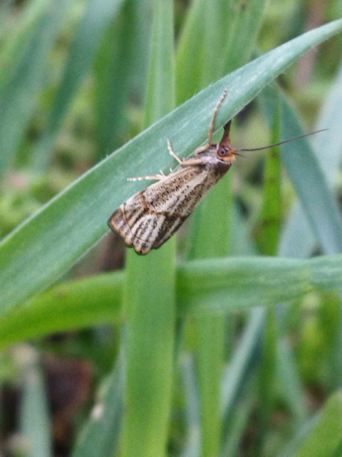 Thisanotia chrysonuchella - tavaszi fűgyökérmoly
