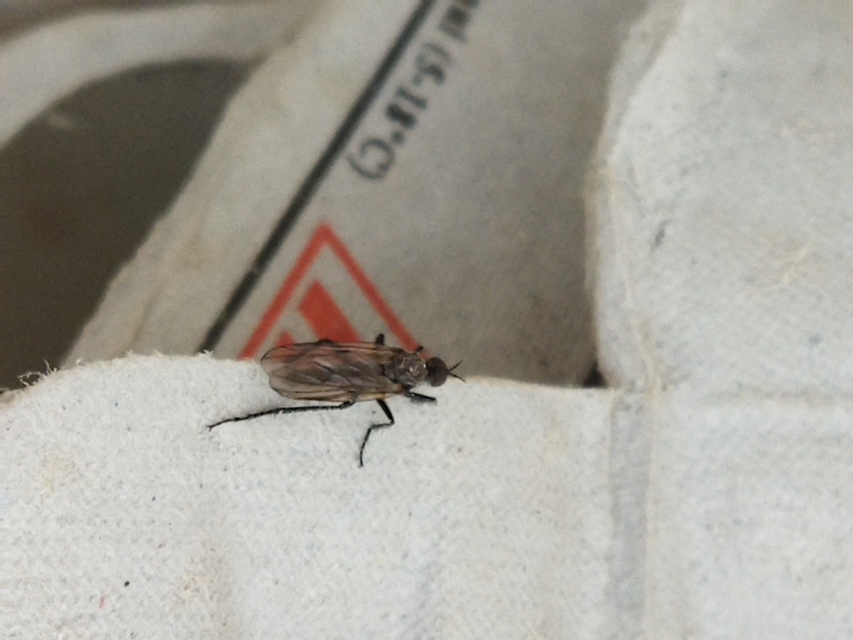 Rhamphomyia