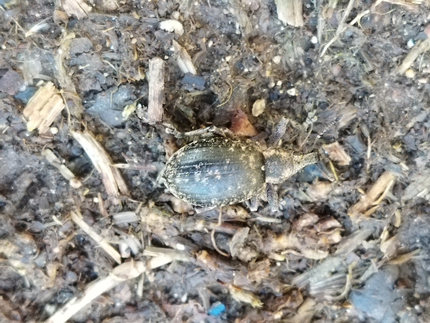 Liophloeus tessulatus - kockás barabolyormányos