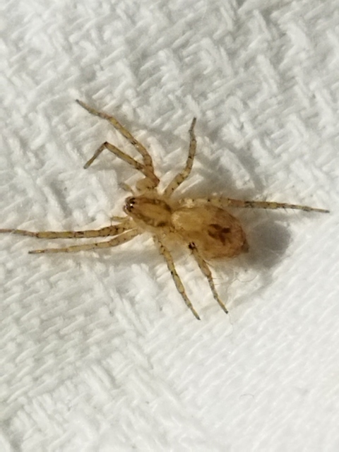 Anyphaena accentuata - jegyespók