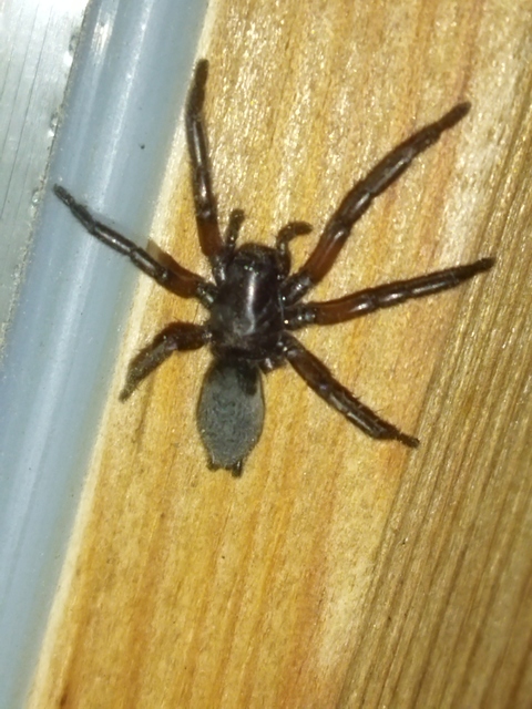 Gnaphosa