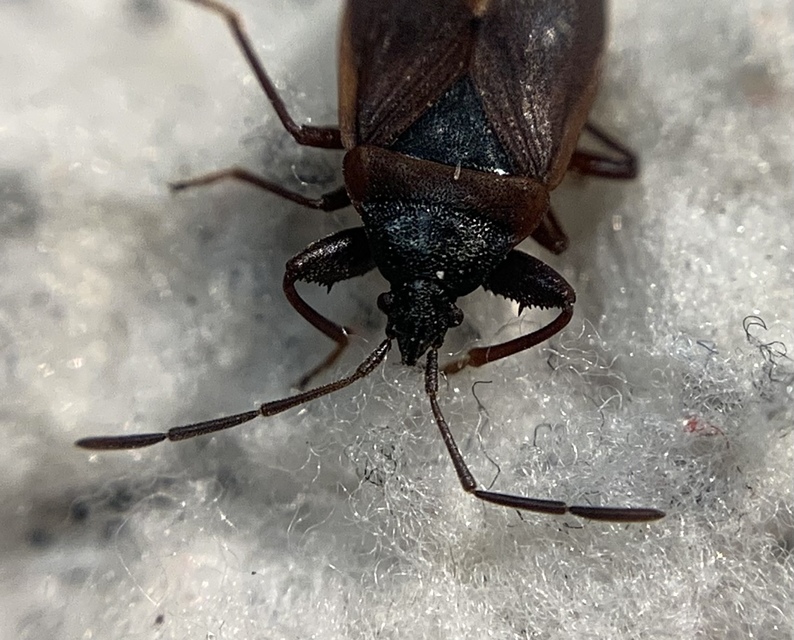 Gastrodes grossipes - lapos bodobács