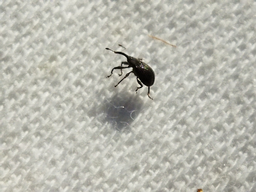 Anthonomus rubi - szamóca-bimbólikasztó Anthonomus rubi - szamóca-bimbólikasztó