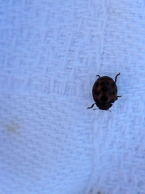 Subcoccinella vigintiquatuorpunctata - lucernaböde