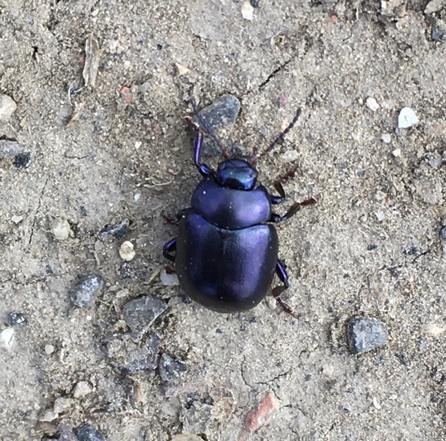 Chrysolina sturmi - vöröslábú levelész