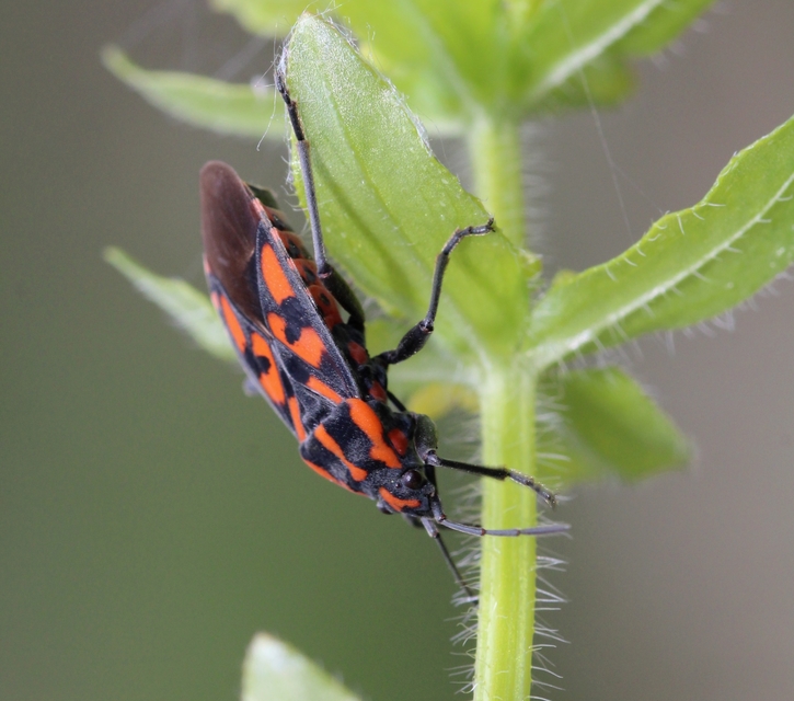 Spilostethus saxatilis - virágbodobács