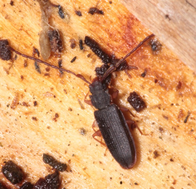 Uleiota planatus - hosszúcsápú fogasnyakú-lapbogár