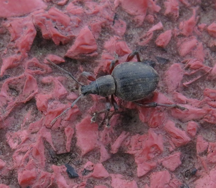 Dodecastichus mastix - lécesorrú gyalogormányos