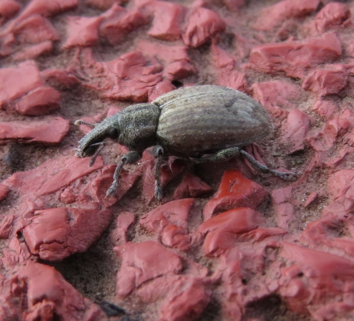 Graptus triguttatus - kárpáti nadálytőormányos