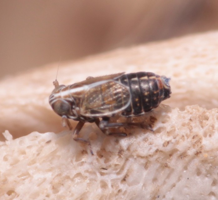 Delphacidae - sarkantyús kabócák