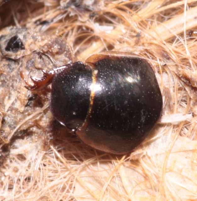Aphodius prodromus - sárgalábú trágyabogár