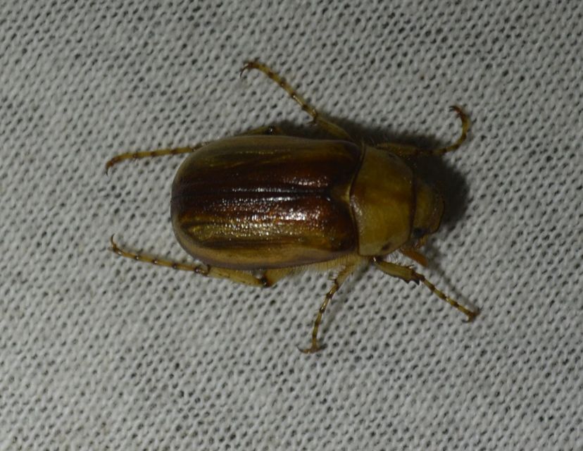 Rhizotrogus aestivus - tavaszvégi cserebogár