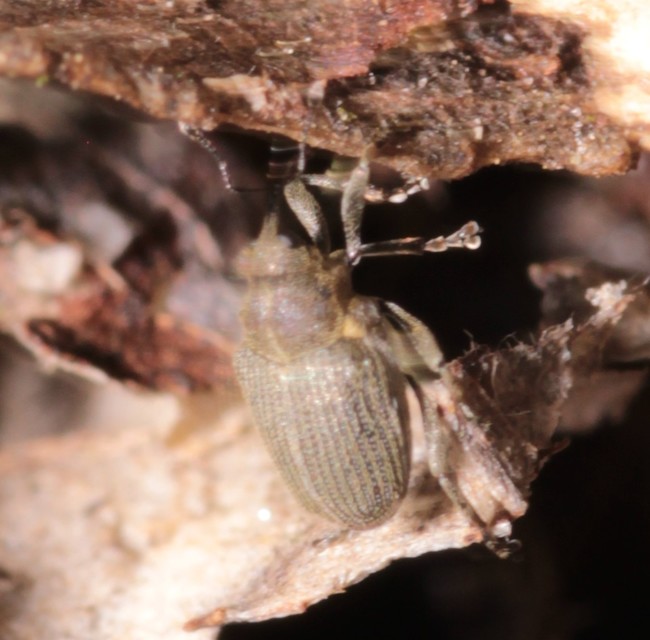 Ceutorhynchus obstrictus - repcebecő-ceutormányos