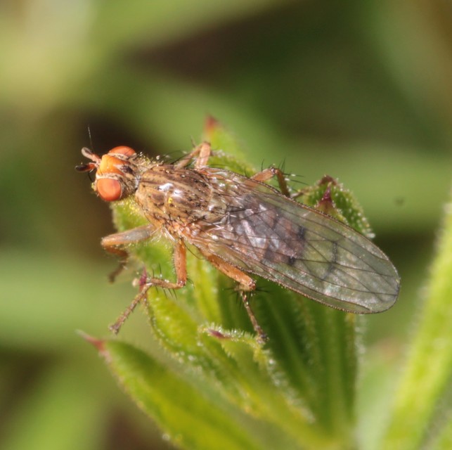 Scathophaga