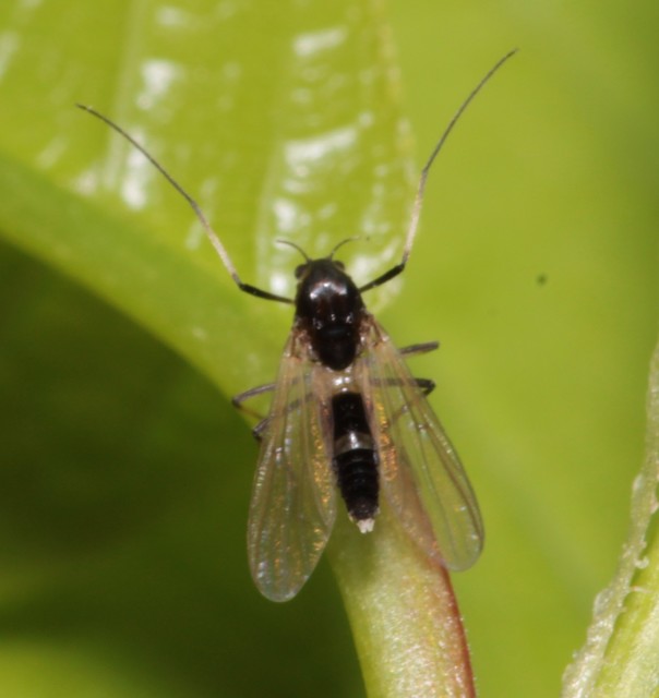 Chironominae