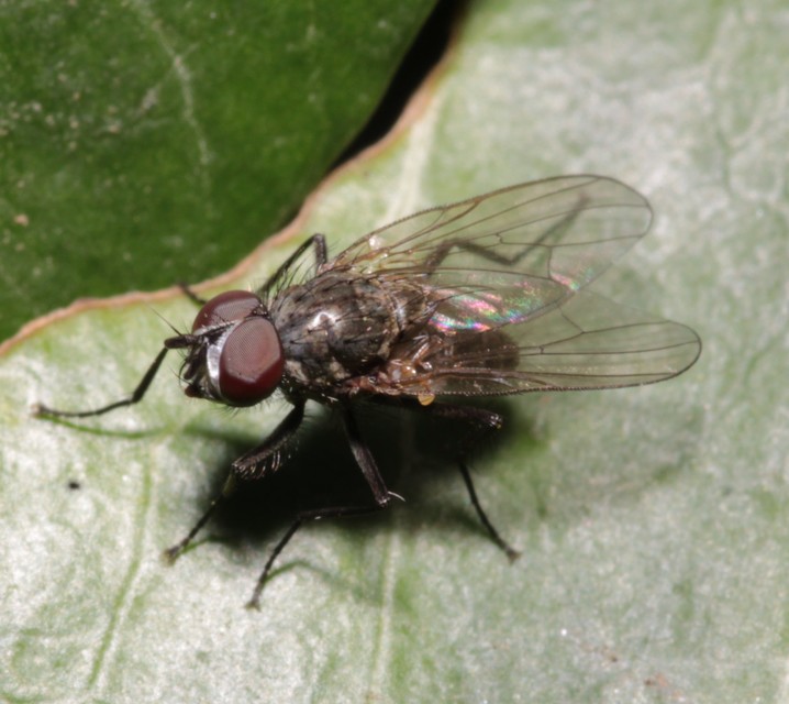 Anthomyiidae - viráglegyek