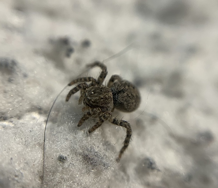 Aelurillus v-insignitus - v-jelű macskapók