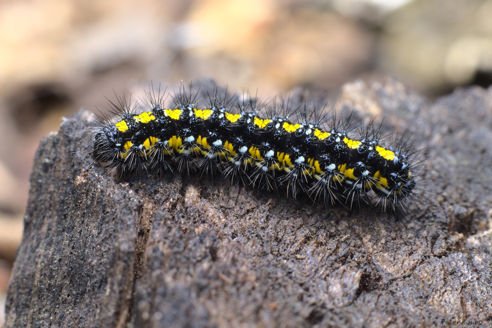 Callimorpha dominula - fémes medvelepke