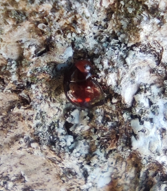 Chilocorus bipustulatus - szalagos szerecsenkata