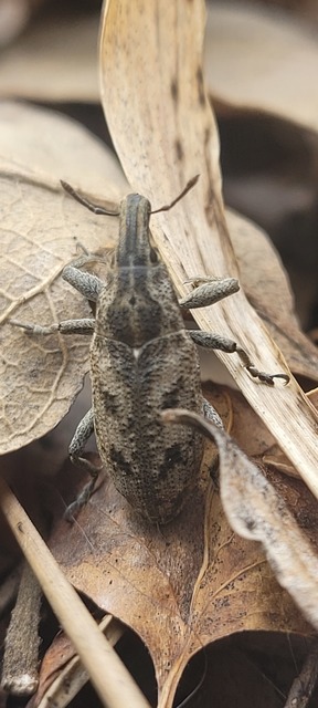 Cleonis pigra - közönséges bogáncsbarkó