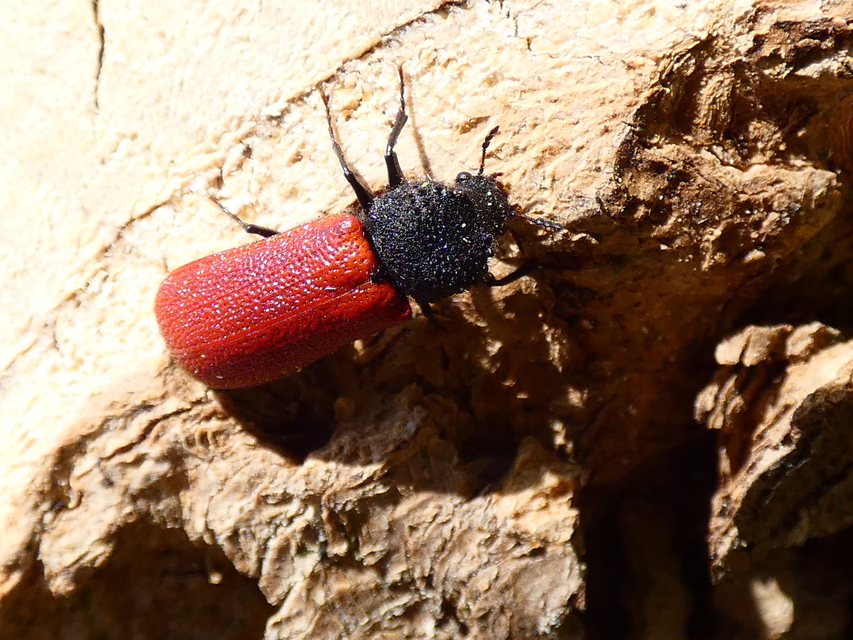 Bostrichus capucinus - piros csuklyásszú
