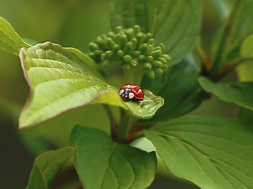 Adalia bipunctata - kétpettyes katica