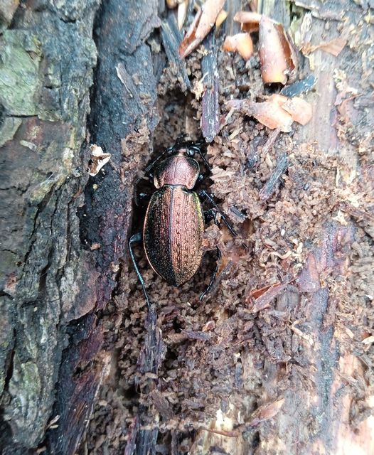 Carabus arvensis - sokszínű futrinka